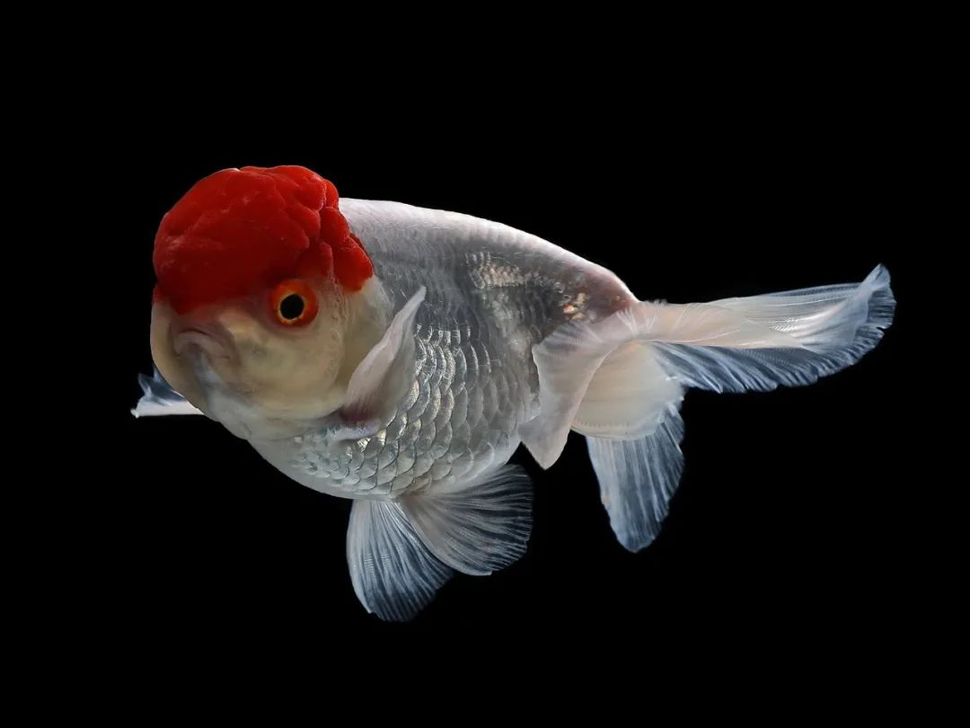 揭秘!八十八年前上海的金鱼展览会