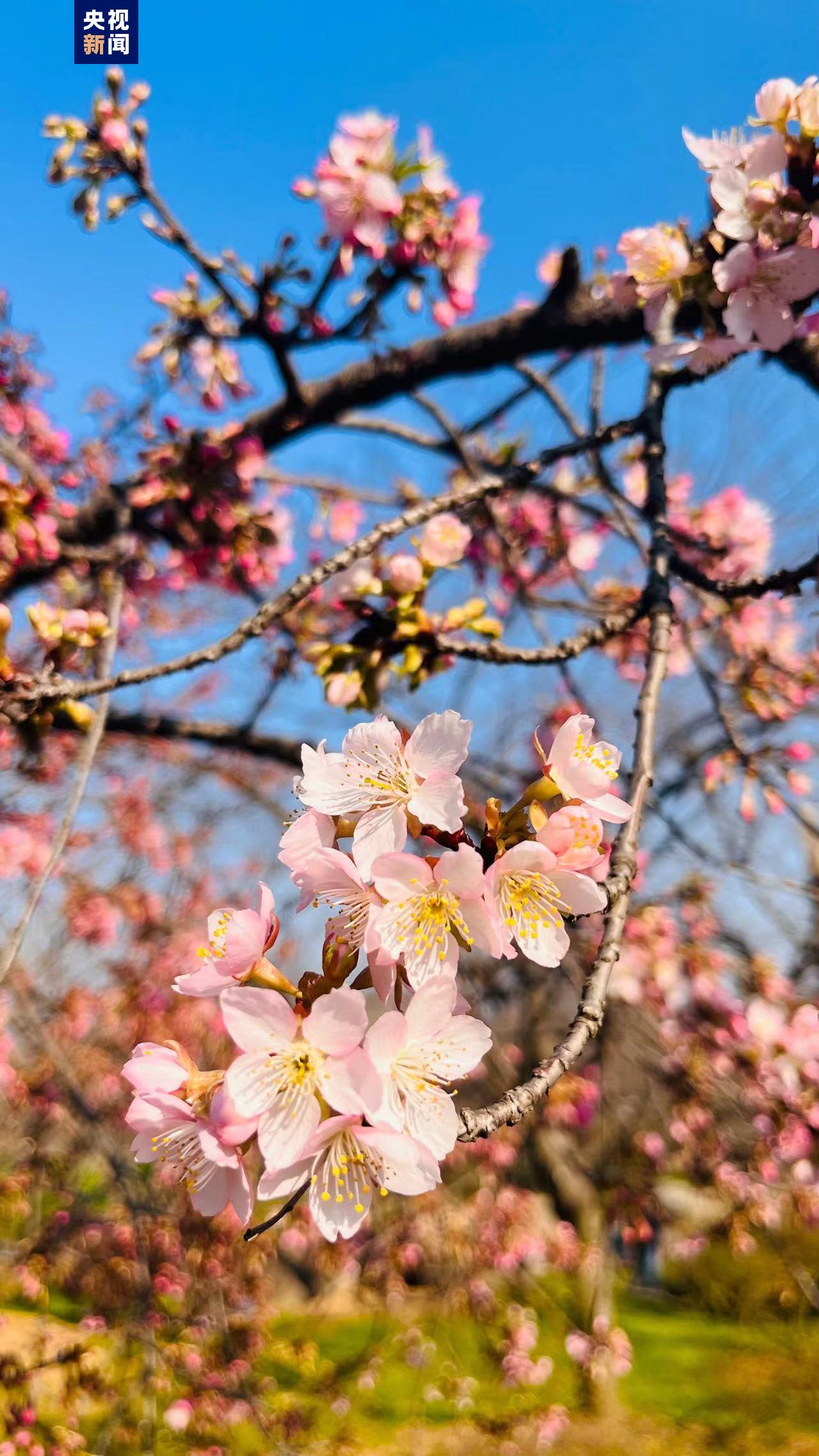 武汉早樱陆续开放 一波美图带你欣赏这片粉色浪漫