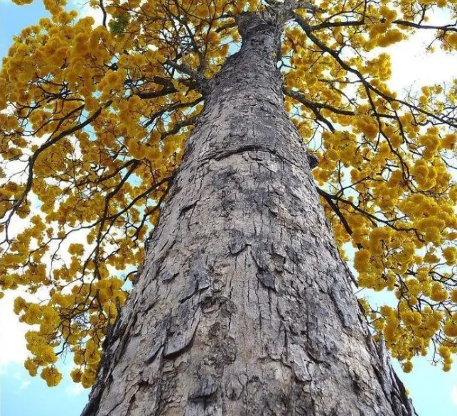 俗称 砍不断 比钢铁还硬的树木 但野生稀少 谁若偶遇请保护 来自百家号 农村草木记 不错网