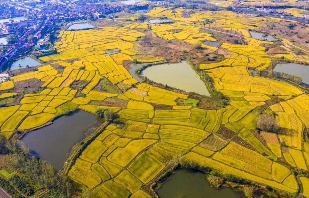 巢湖圩田图片