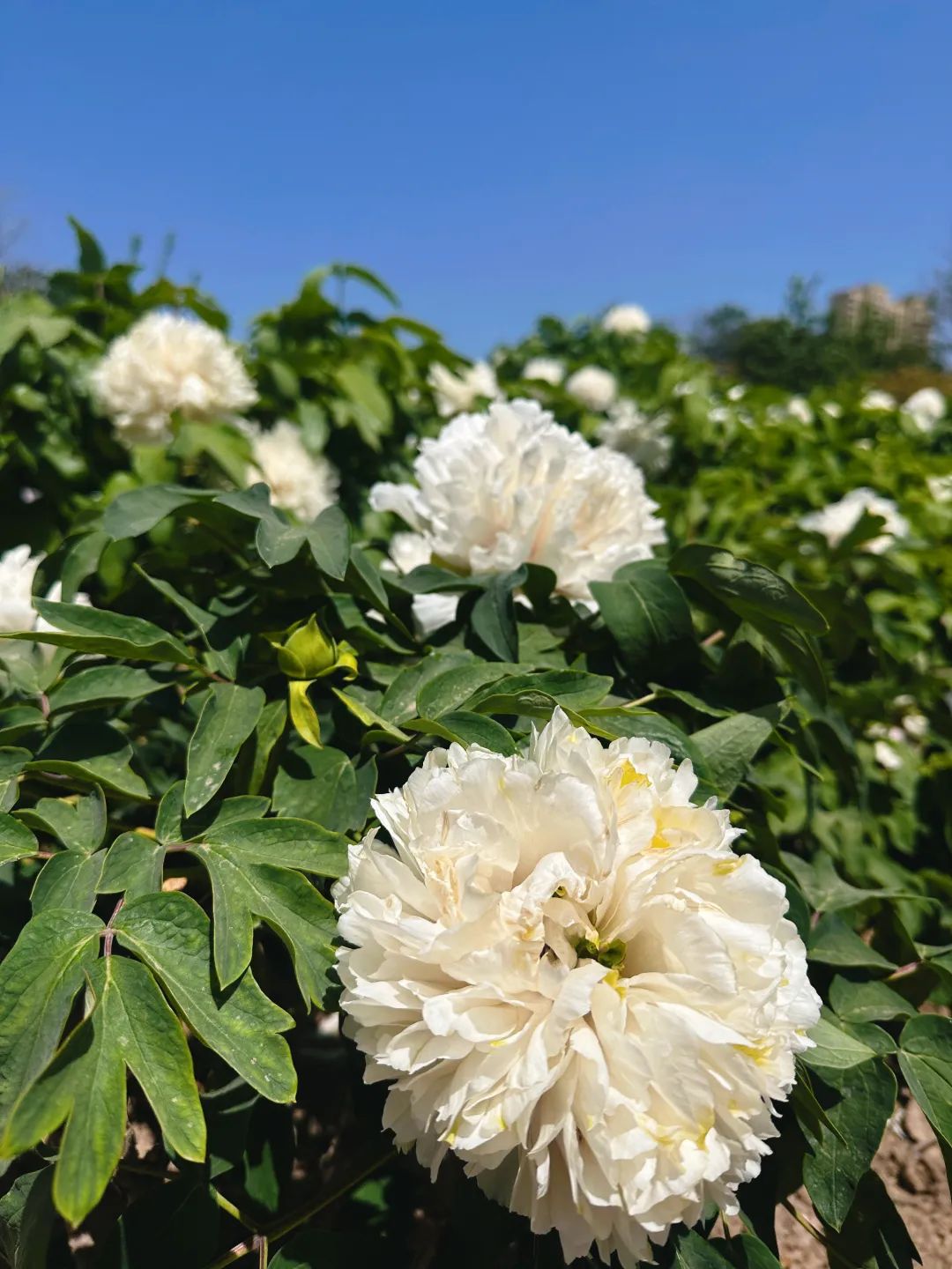菏泽牡丹到底有多绝?让无数人为之奔赴