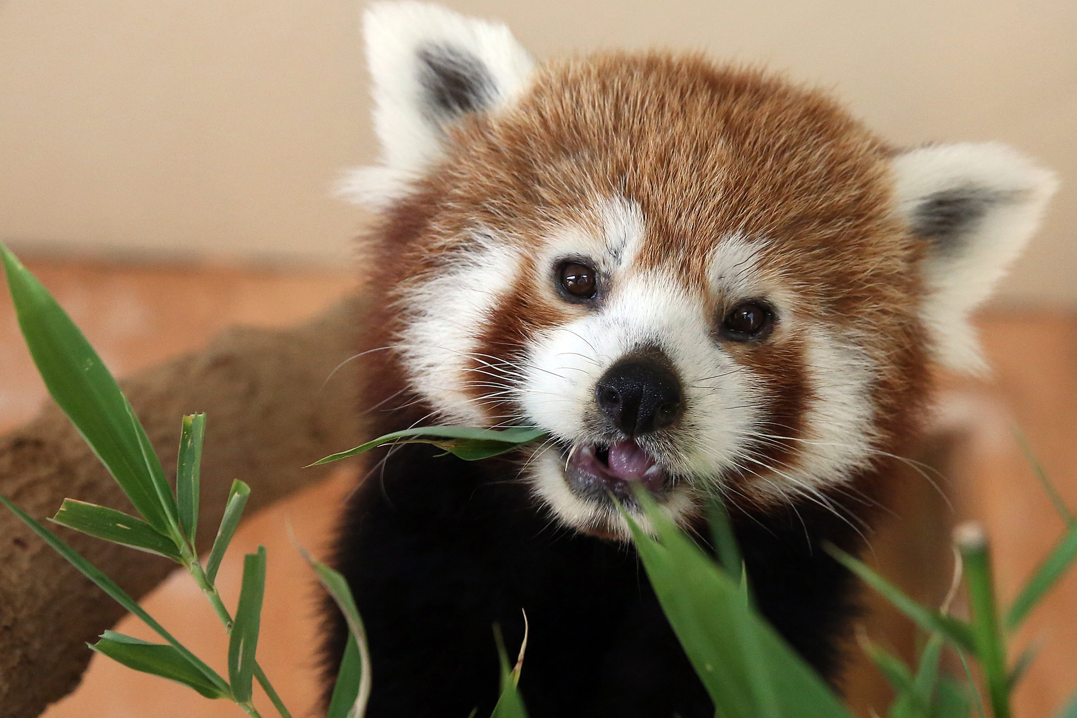 希腊阿提卡动物园的小熊猫