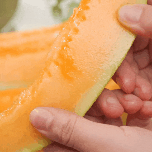 正宗新疆鄯善老品种·哈密瓜,沁甜冰爽,独特蜜瓜味,吃一次想一年!