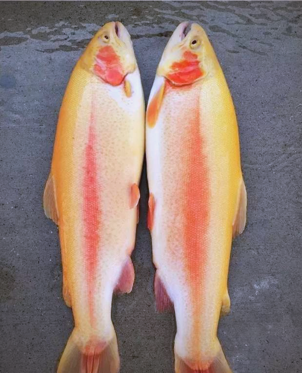 金鳟鱼:虹鳟鱼的金色亲戚,营养丰富的美食之源