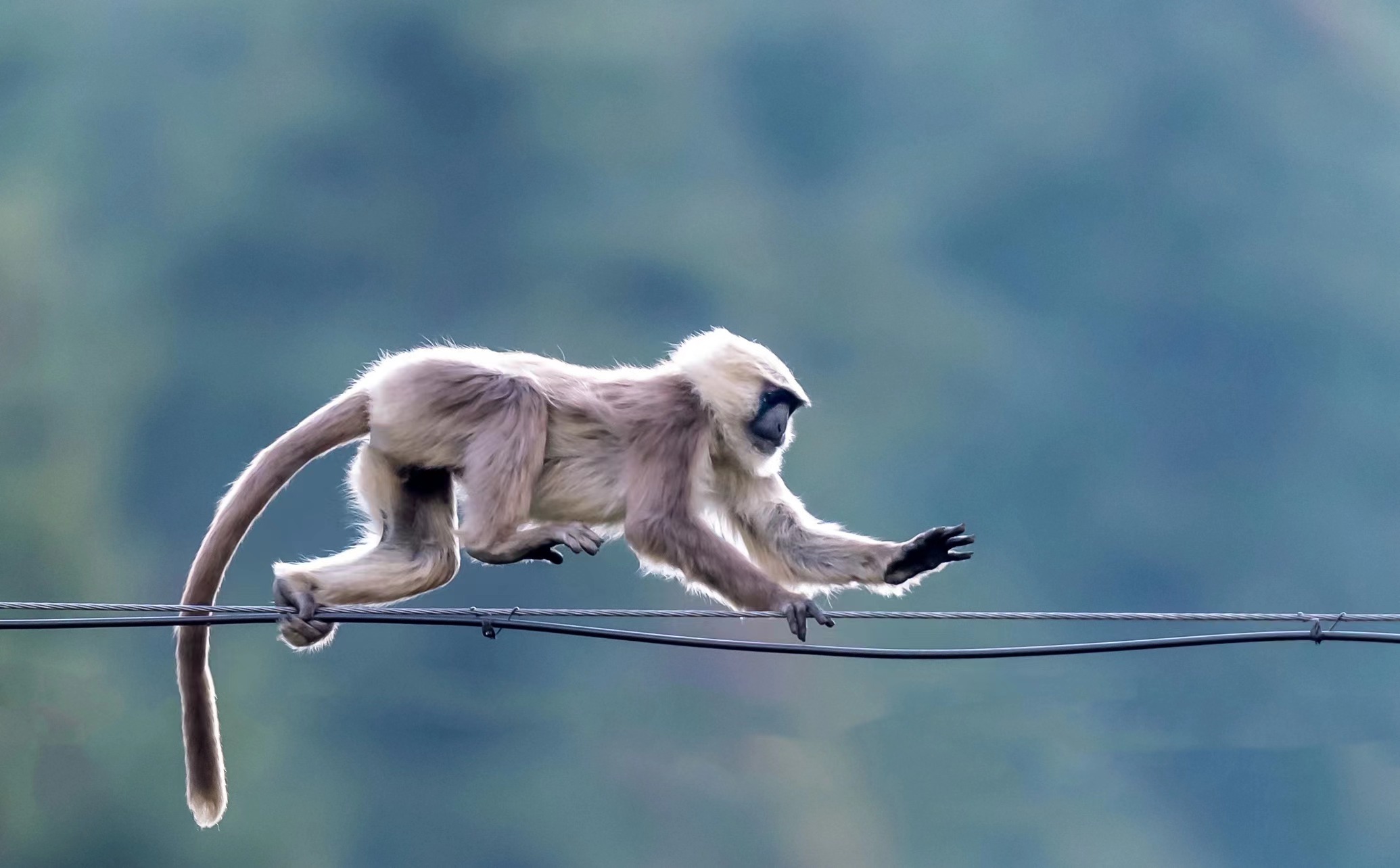 "琳仔爱了解"1020个小动物的第23天|喜山长尾叶猴