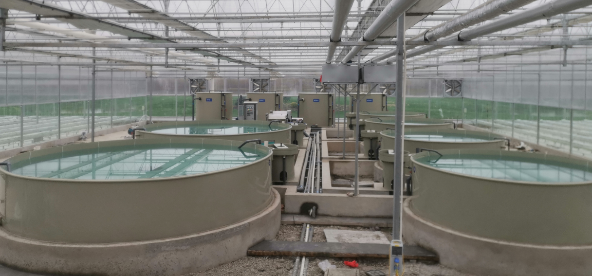 工厂化养殖杀菌首选紫外线,广谱效率高,物理无污染,安全更方便