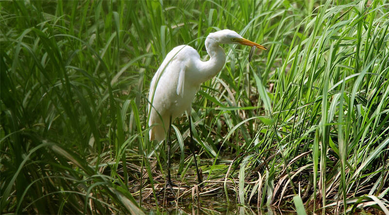 山东相册|济西国家湿地公园:候鸟的天堂