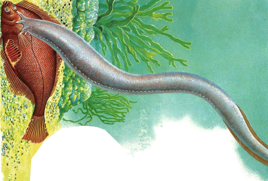 盲鳗,动物界的"反杀"高手:攻击有风险,黏液让你窒息