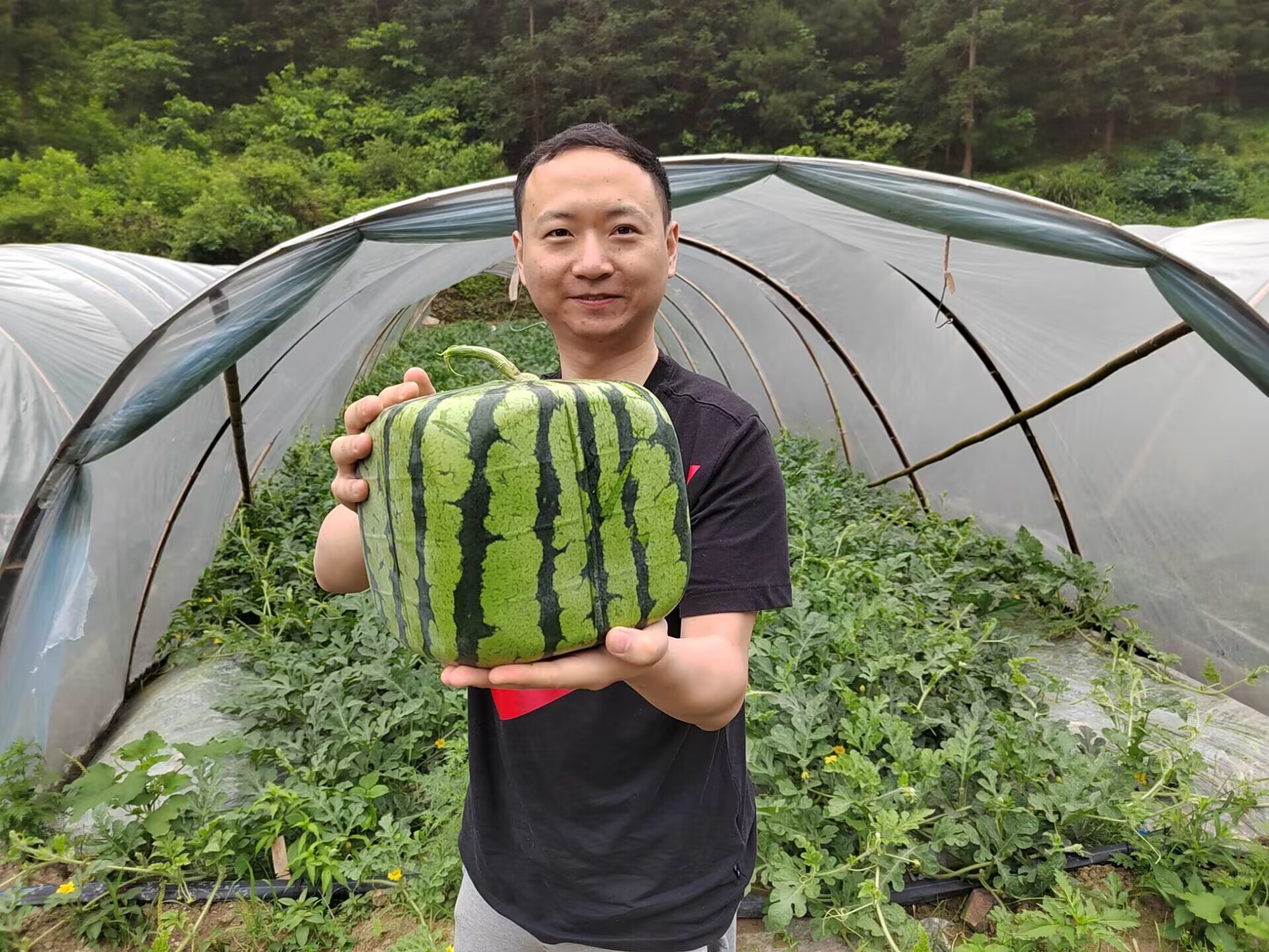 三穗县八弓镇:30余亩"方形西瓜"喜获丰收