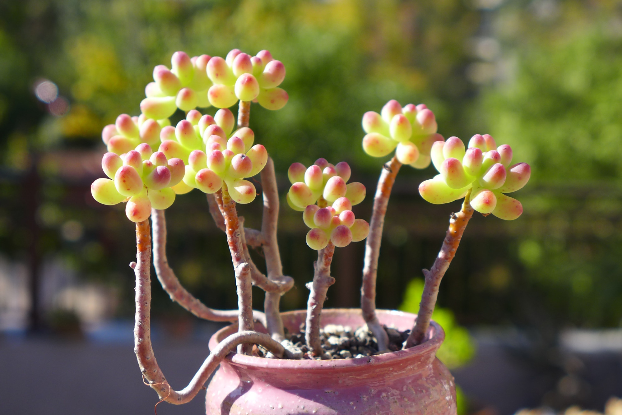 多肉植物中的5款双胞胎品种,长得真是太像了,不仔细看真认不准