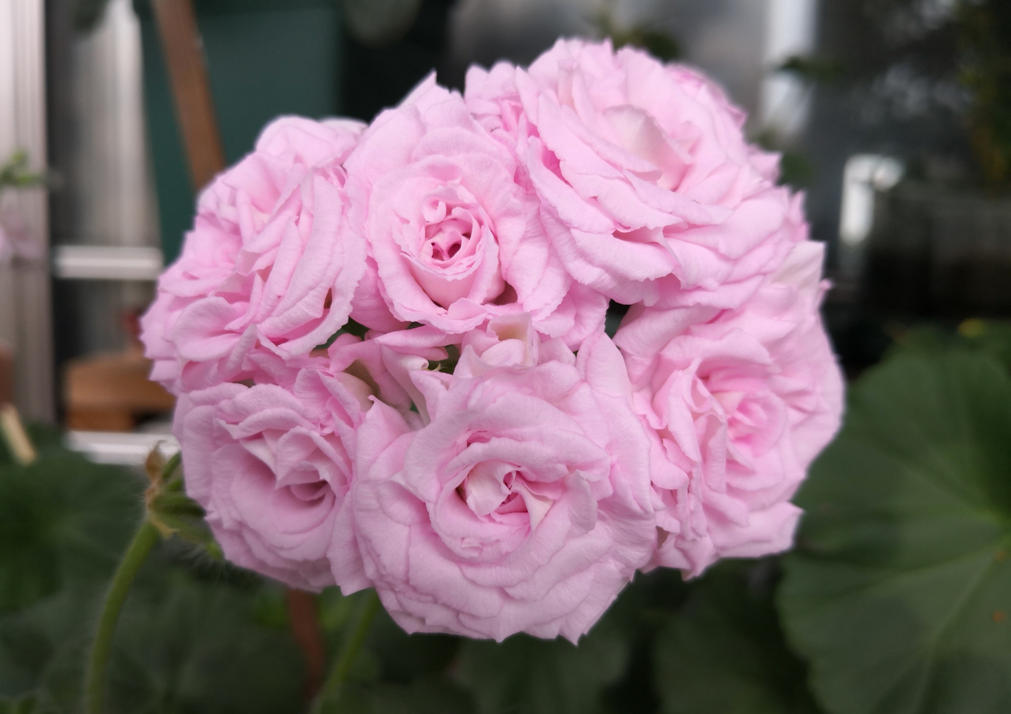 天竺葵白鼠—花美若玫瑰,丰花勤花,栽培简单,很值得拥有