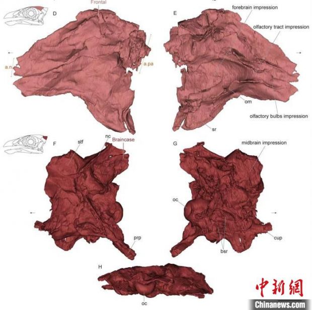最原始鸟类"热河鸟"最新研究:嗅觉更好,日行主导
