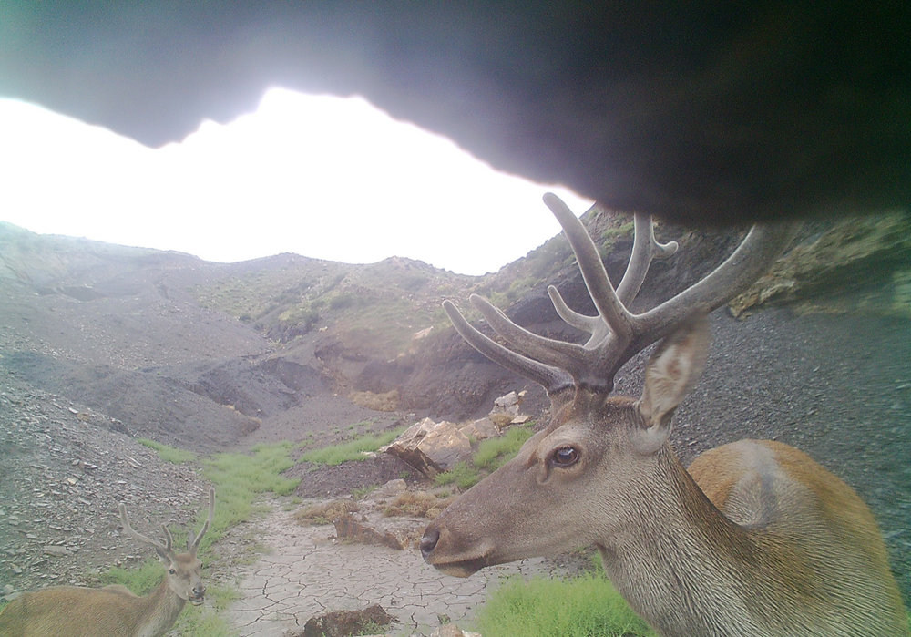水草日益丰美,国家二级重点保护野生动物马鹿到宁夏贺兰山北段"尝鲜"!