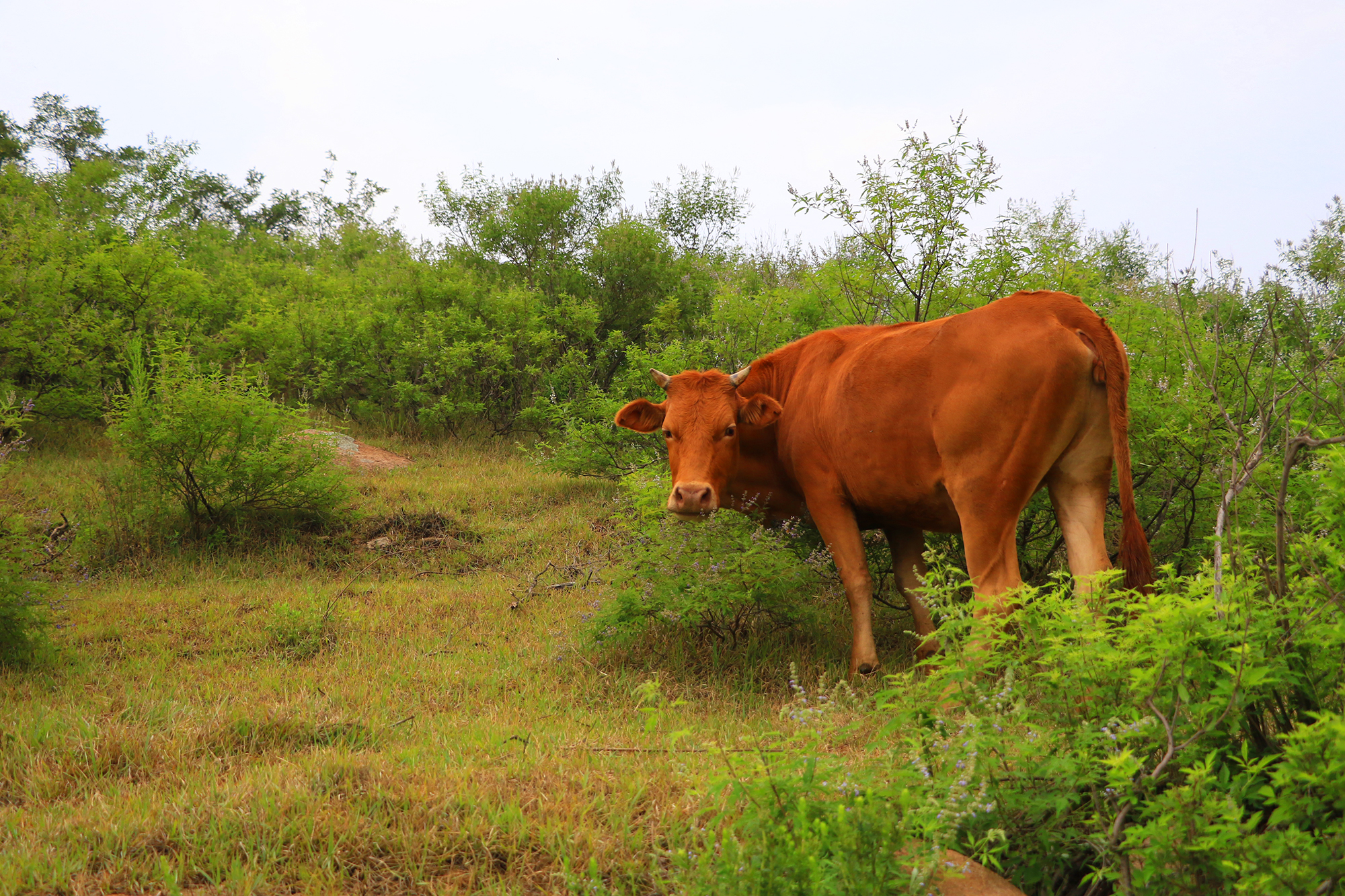 临朐有座神奇的大山,古齐长城从山顶经过,有密林有野生动物