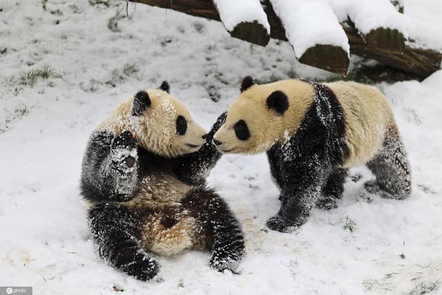 比利时小动物享受冬日雪趣 大熊猫雪中嬉戏打闹太萌了