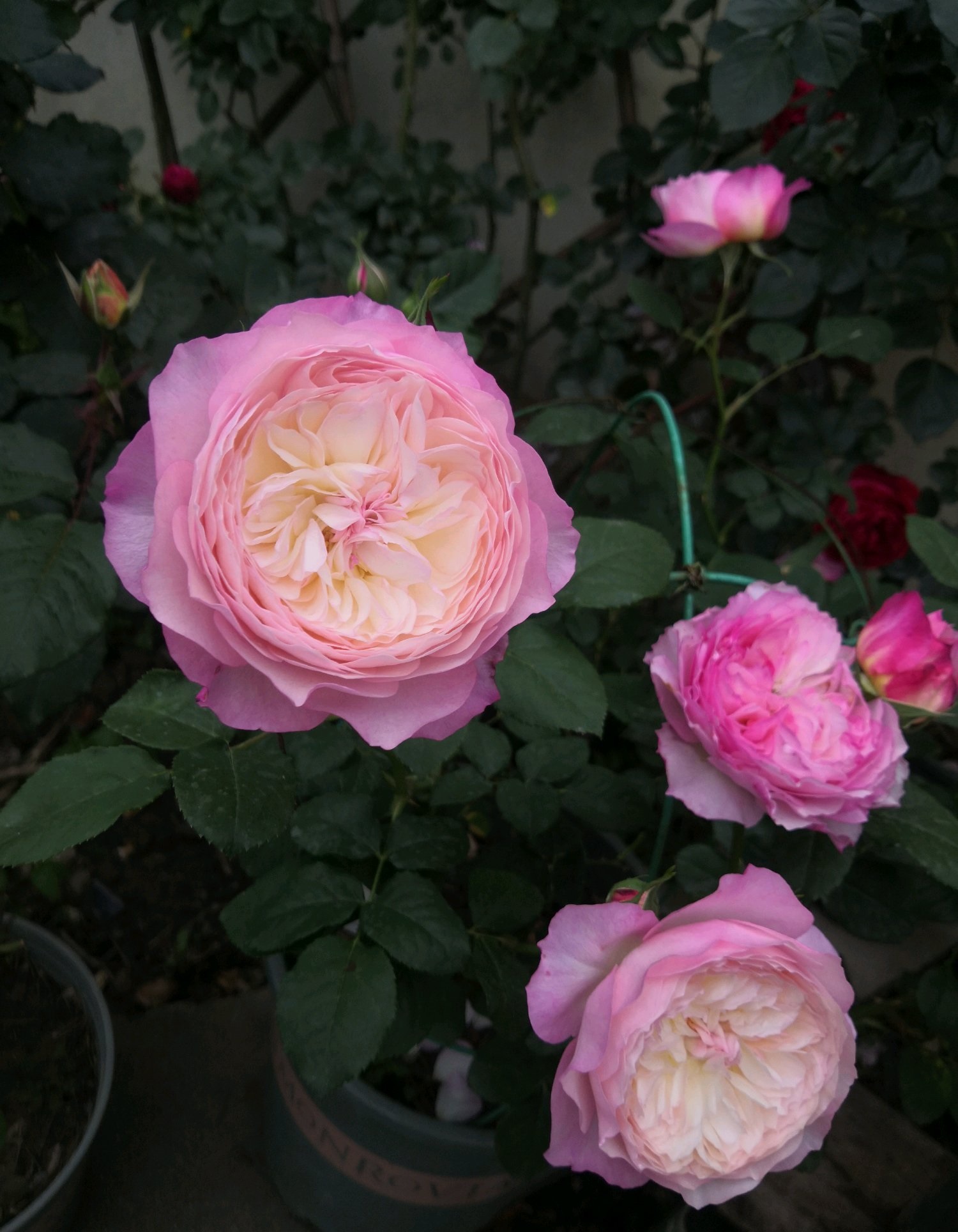 阳台养月季,就选"康斯坦茨",又美又仙,四季花开,一花香一室