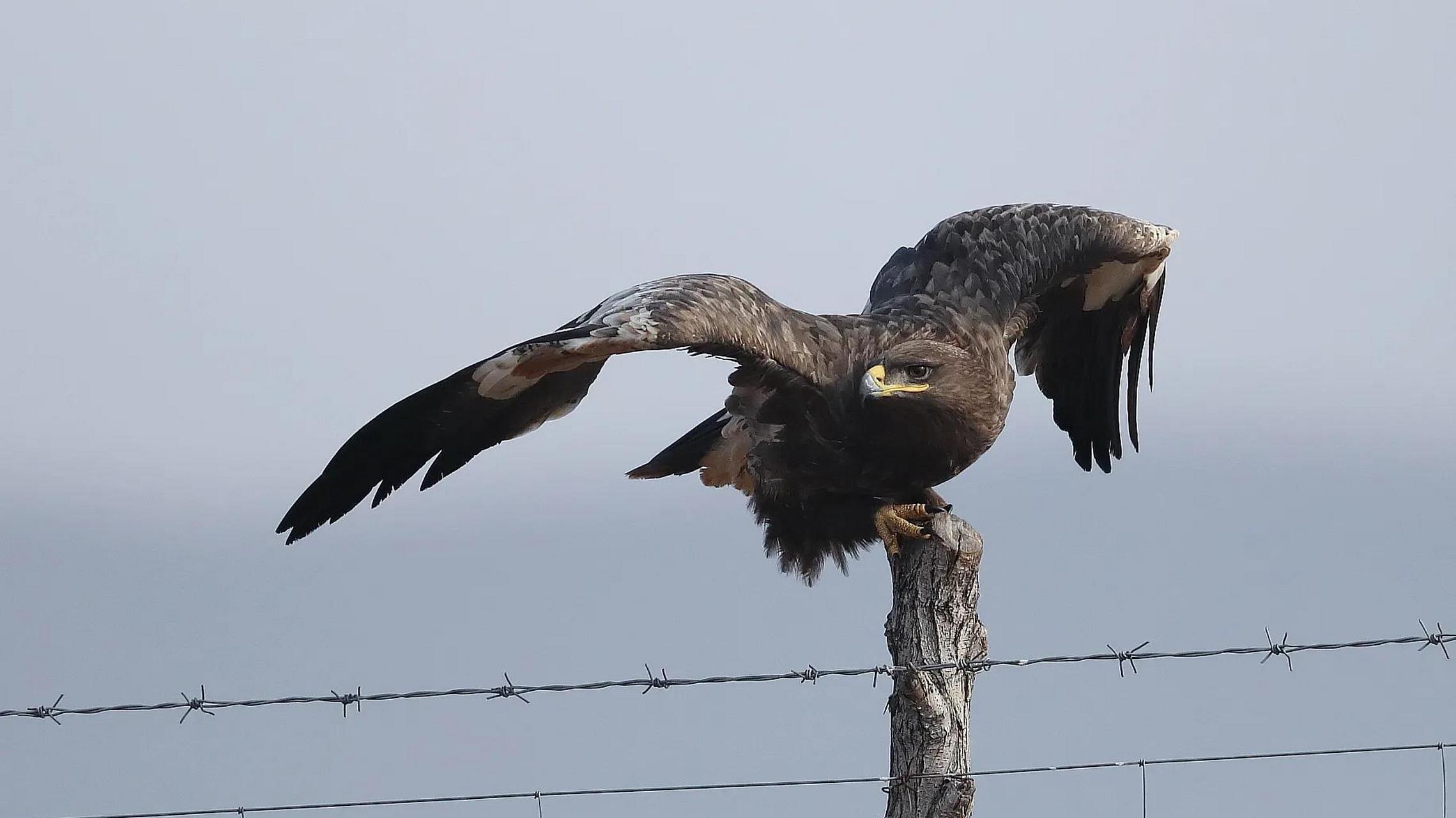 鸟爱鸟护鸟(191)————国家一级保护动物草原雕 草原雕,又名大花雕