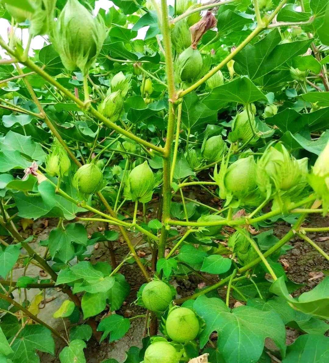 棉花生长各阶段的喷肥技术要点