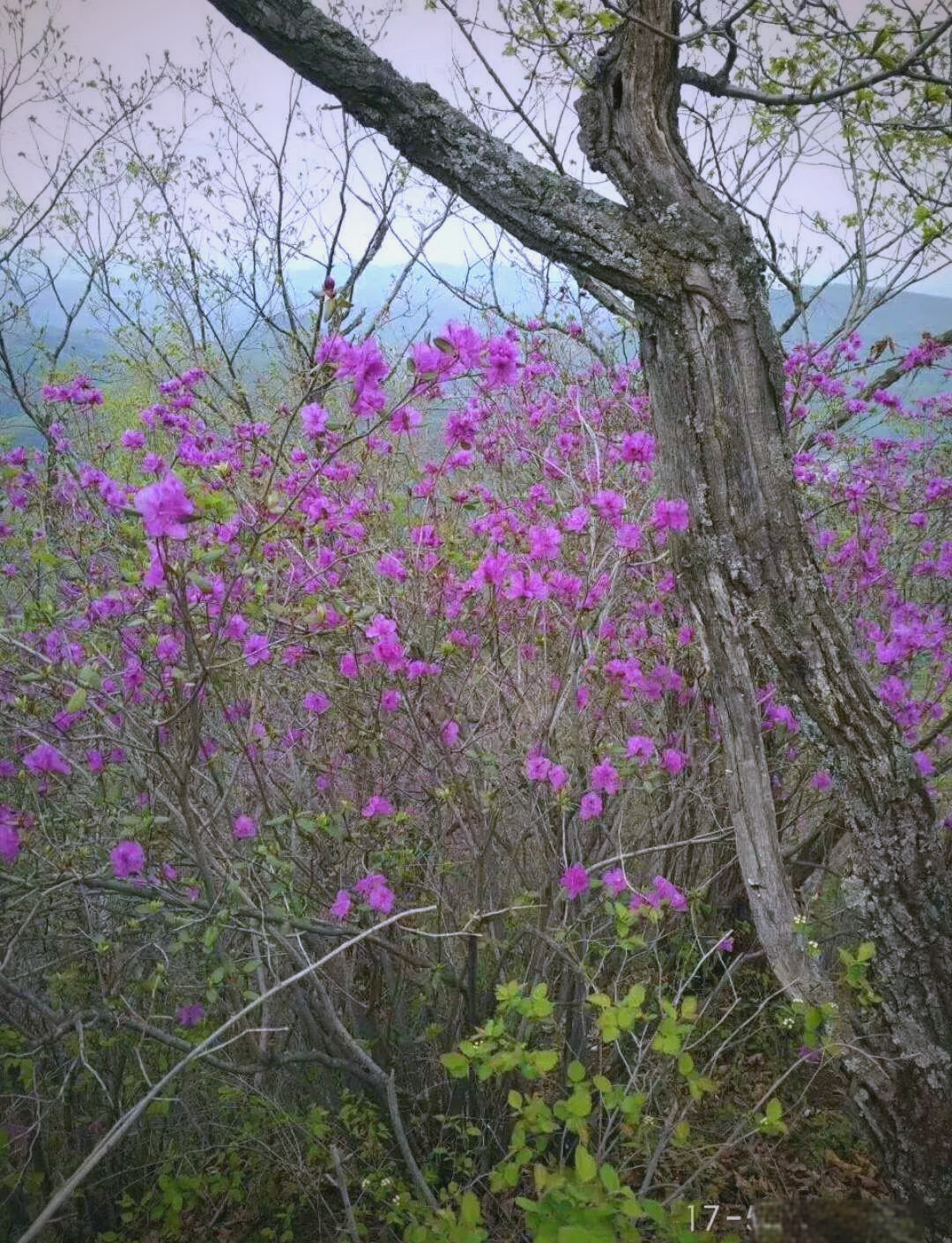 东北野生杜鹃