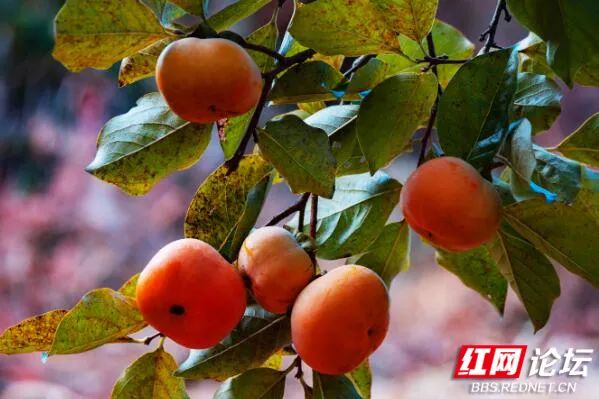 是柿柿如意,还是心想柿橙,柿子树为什么成为"网红树"?