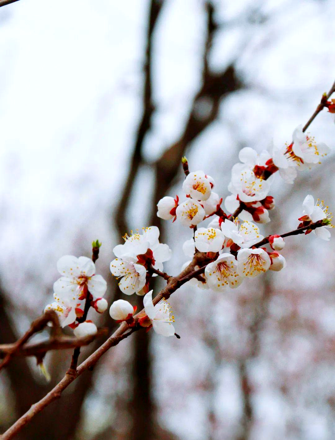 北京多处杏花盛开,附详细打卡地图!