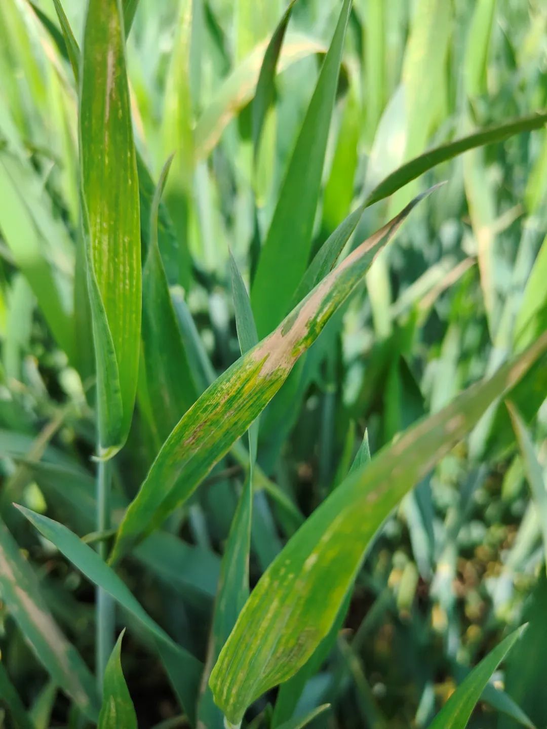 罕闻小麦细条病?