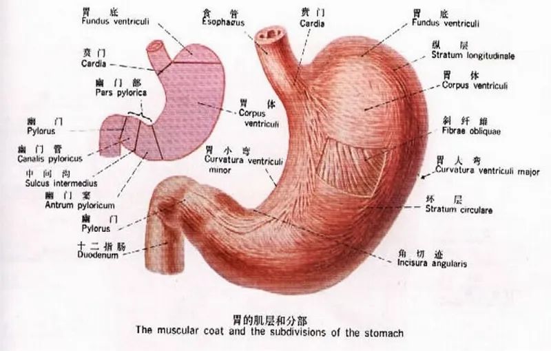 十二指肠解剖图详细图图片