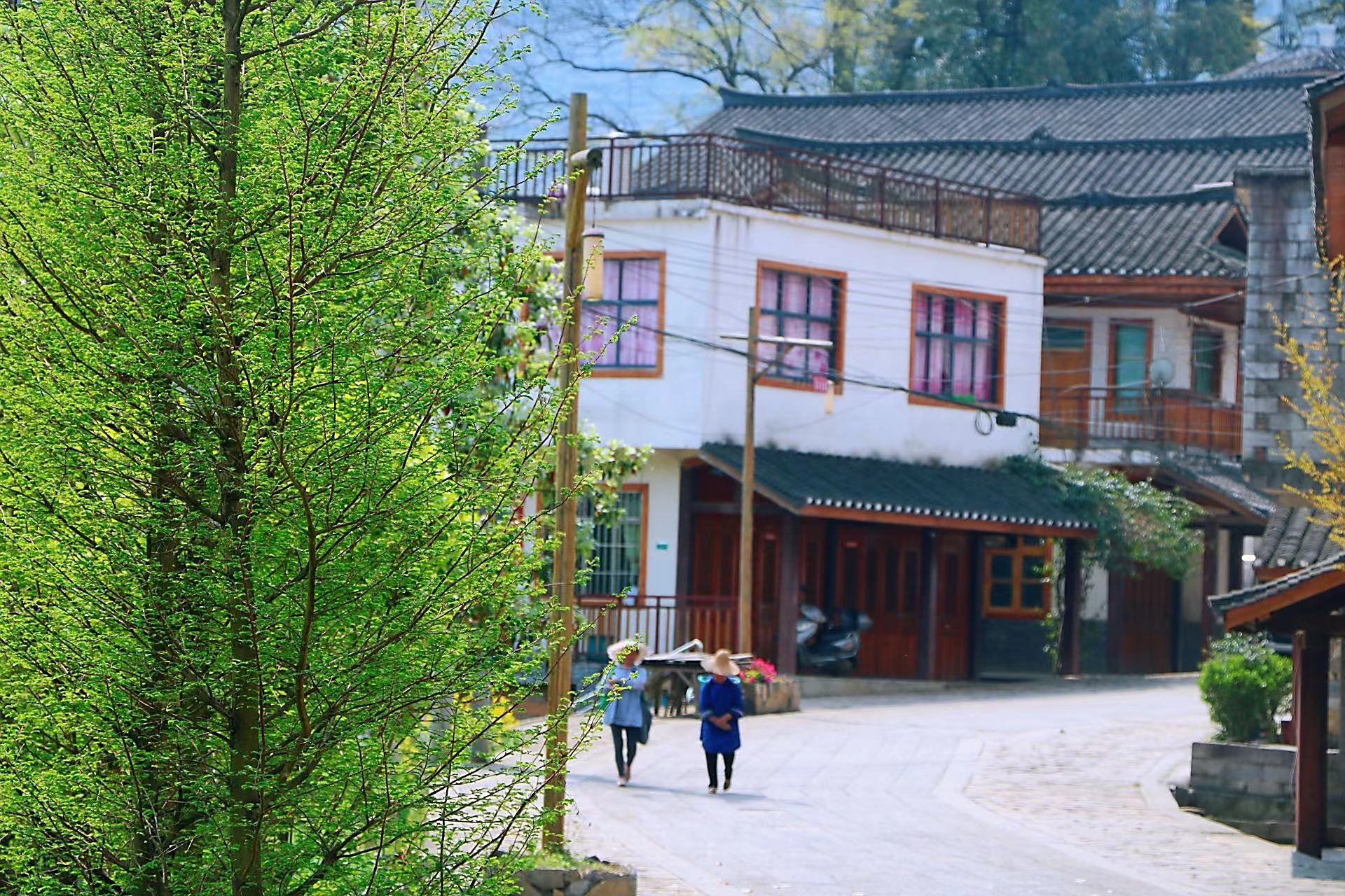 普安细寨村:茶旅融合赋能乡村振兴