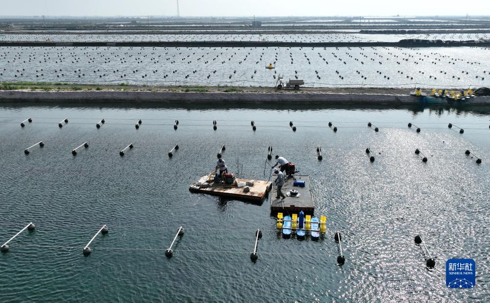 河北乐亭:特色海产养殖促增收