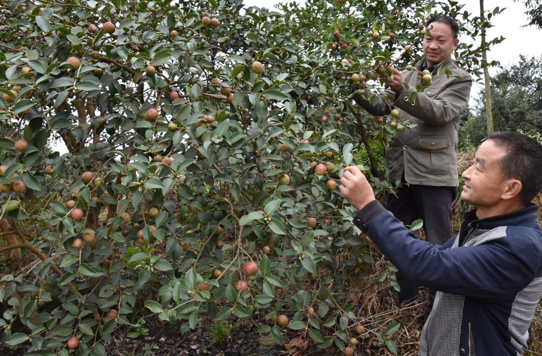荣县打造1万亩油茶现代林业示范园
