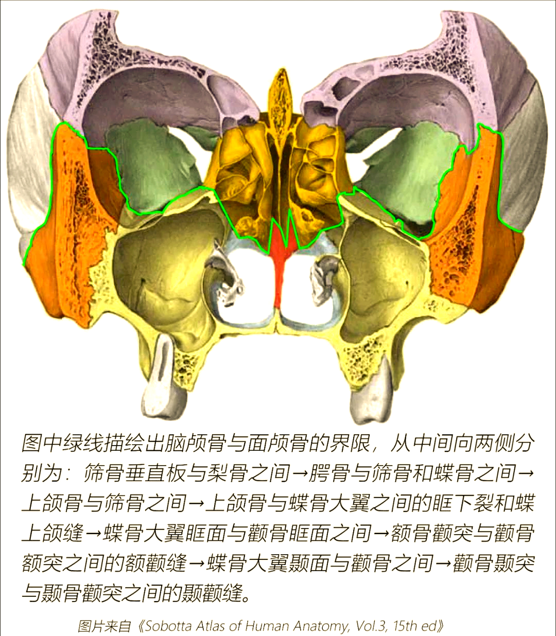 脑颅骨与面颅骨的详细解剖图解