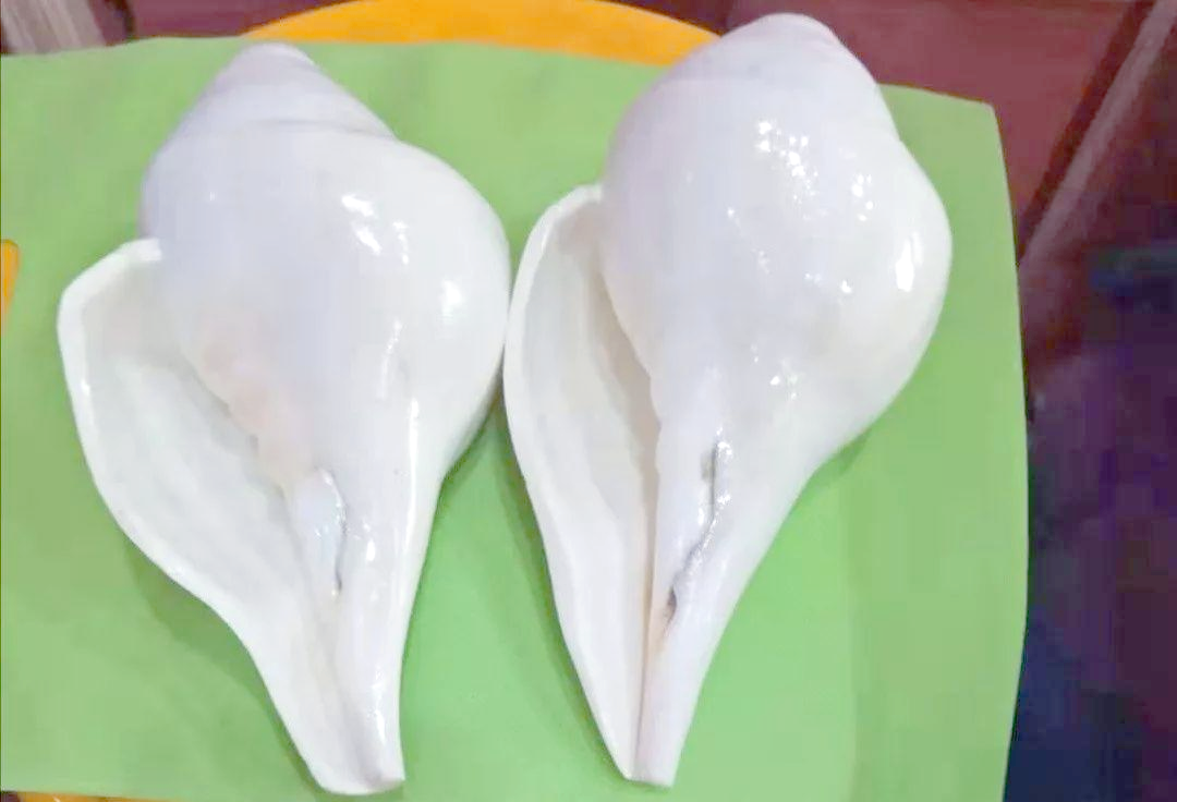 右旋海螺:佛教中的吉祥圆满象征,历史悠久的法器选择