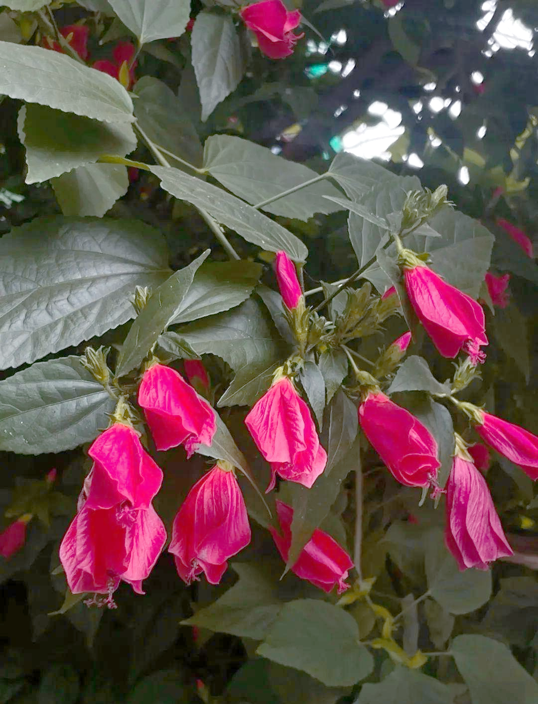 垂花悬铃花:一种生机盎然的热带观赏植物