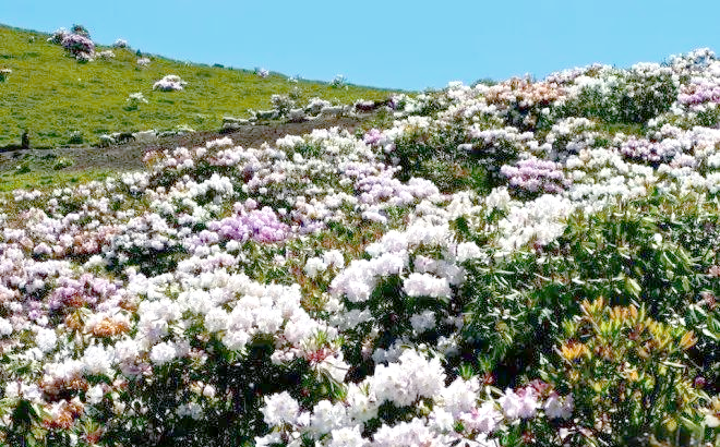 大凉山上的索玛花:彝族人的生命之花与精神寄托