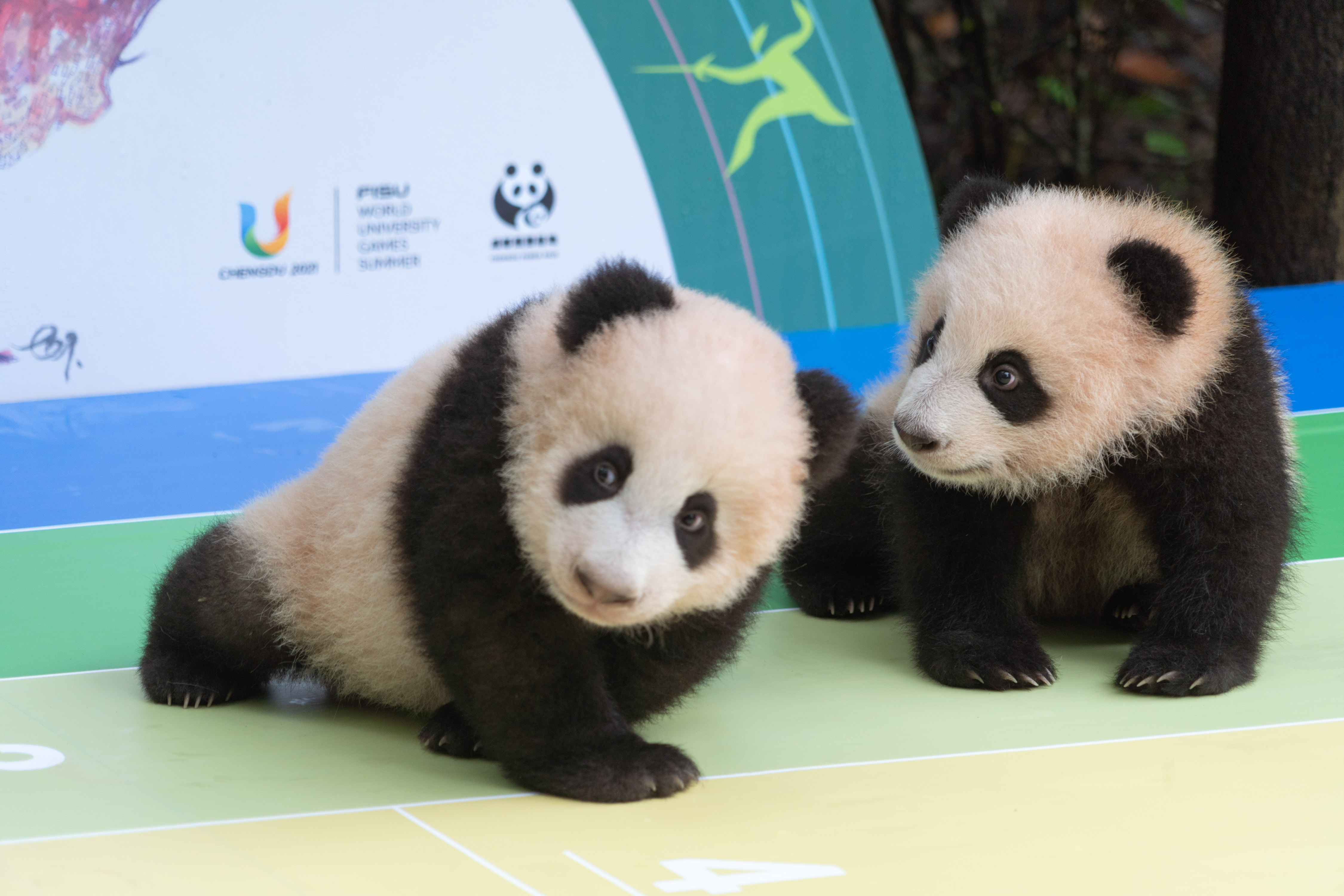 2020年大熊猫数量图片