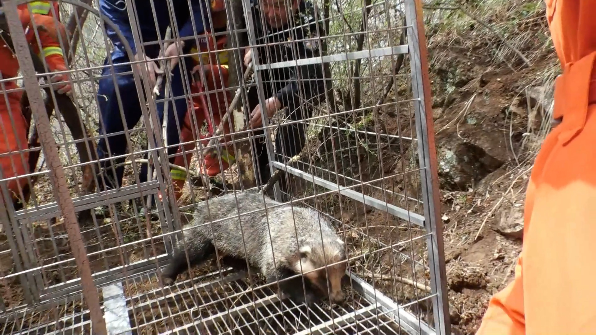 狗獾被困 消防救援,等其伤愈后放归大自然