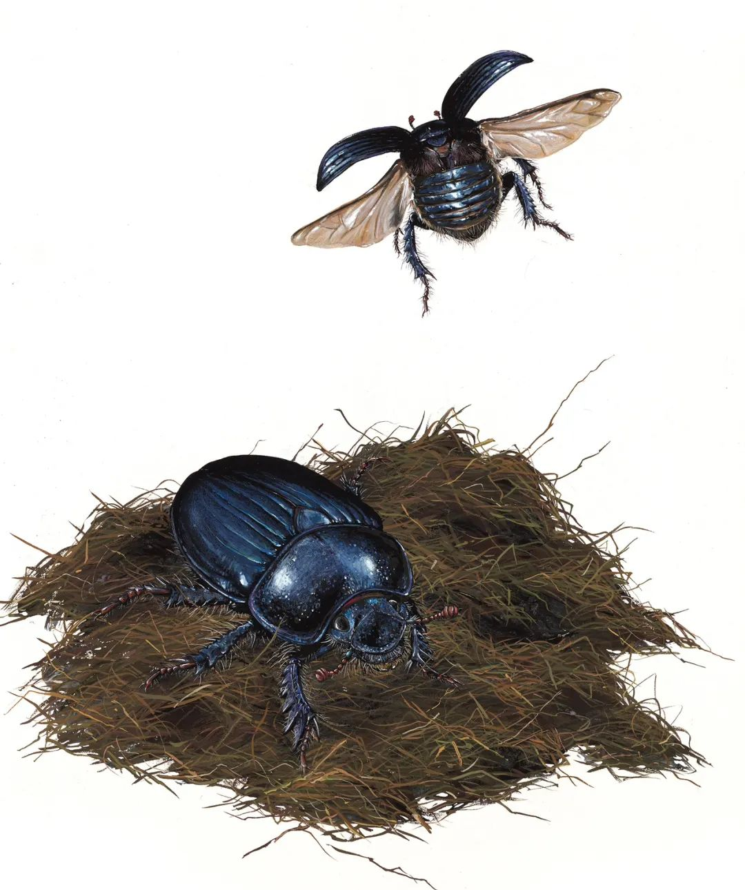 《昆虫记》纪念版插图精选