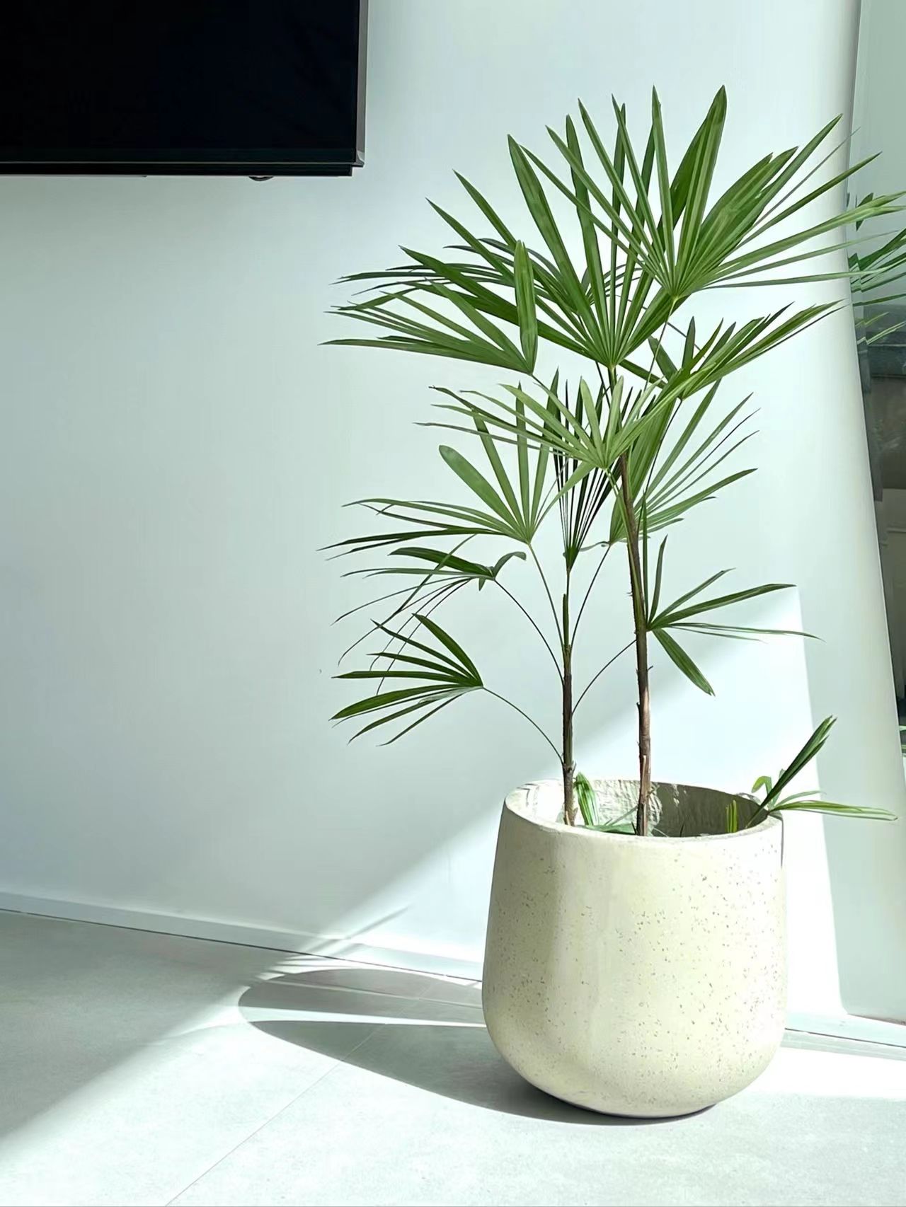 种植细棕竹,需要注意哪些事项?