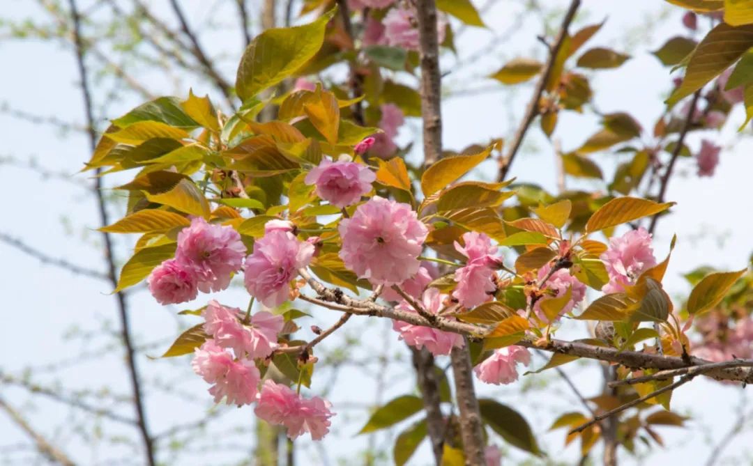 湖南高校"校花"大赏,你pick哪一个?(3)