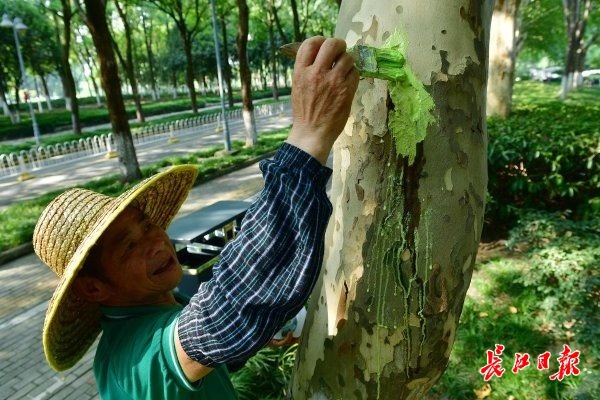 紫薇修剪,草坪喷灌,给大树捉虫……园林养护暑中忙