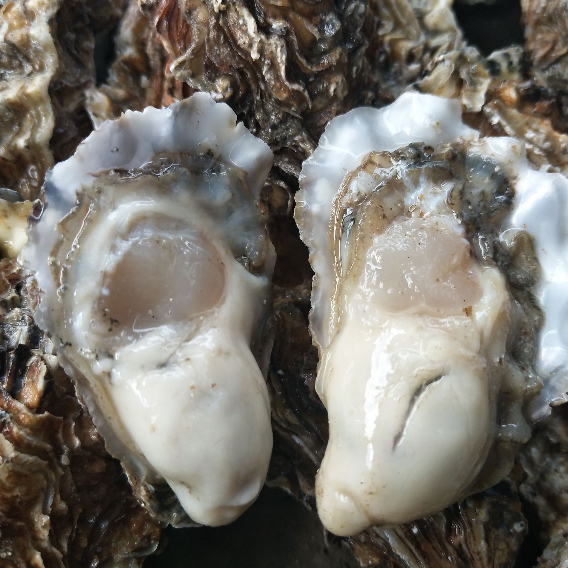 壮阳食物补品有哪些,安慰剂效应而已