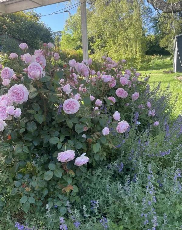 「优秀品种」奥利维亚·罗斯·奥斯汀(olivia rose austin)