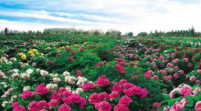 盛世牡丹,花香满园——菏泽牡丹花会盛大启幕