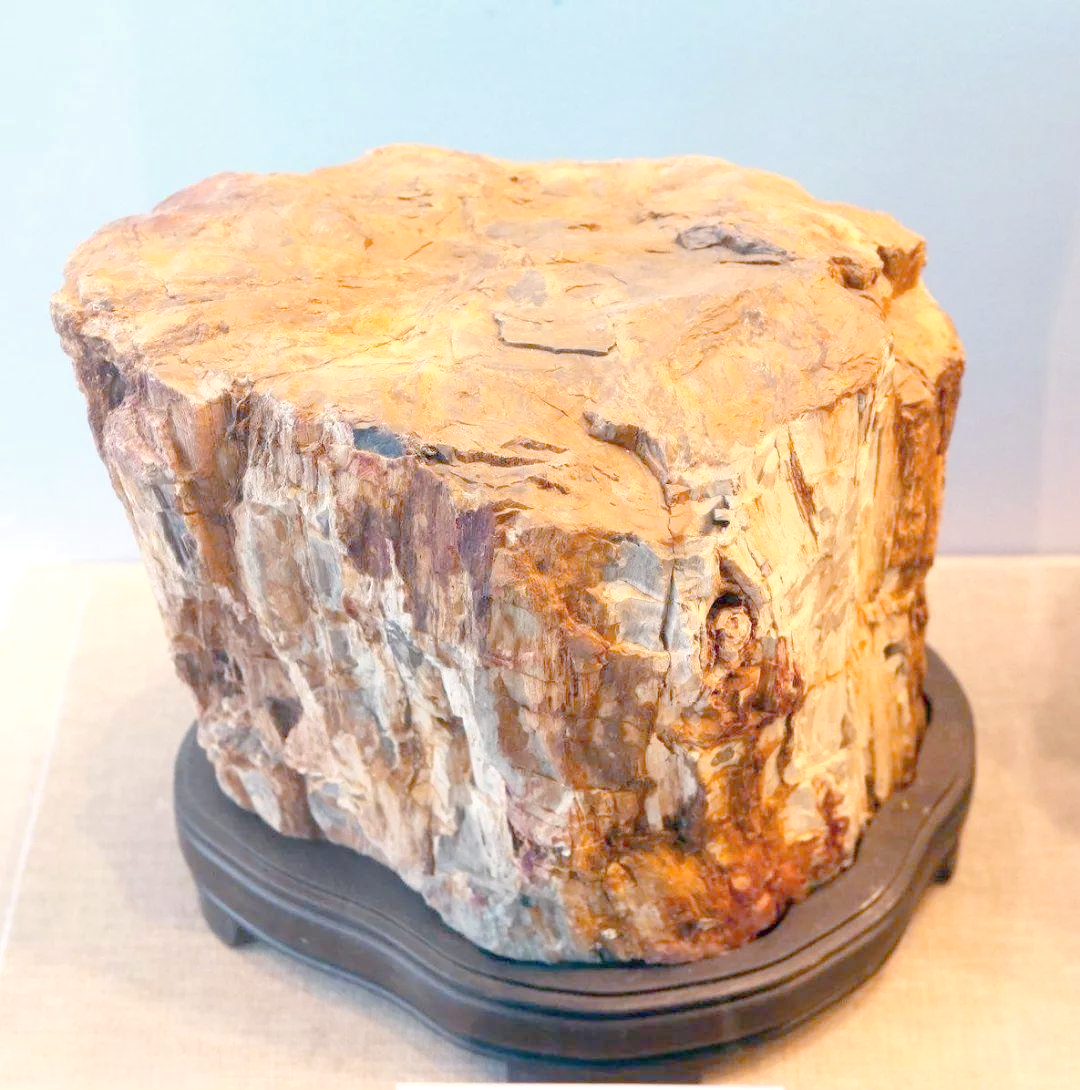 揭秘树化石:从地质奇迹到收藏新宠