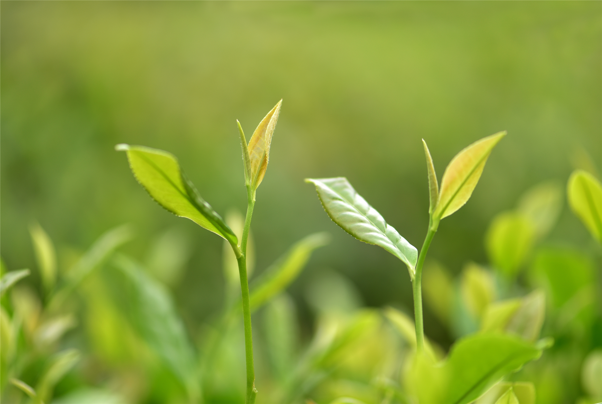 干净黔茶的凤冈答卷