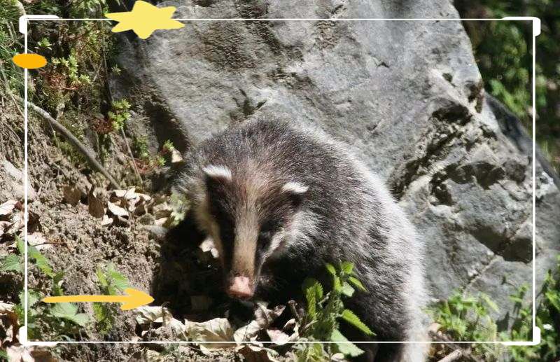 湖南邵阳新宁县现奇特野生动物,外形似狗却长有猪鼻,性情凶猛且偏爱