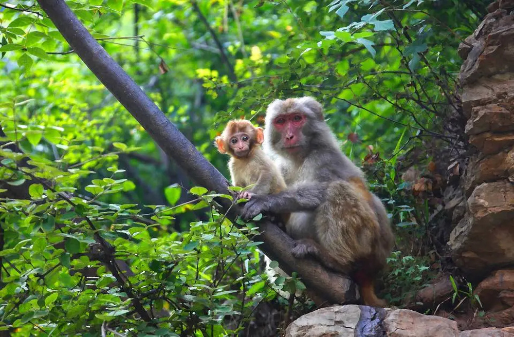 山西省晋城阳城县:在蟒河,开启初夏美好时光!