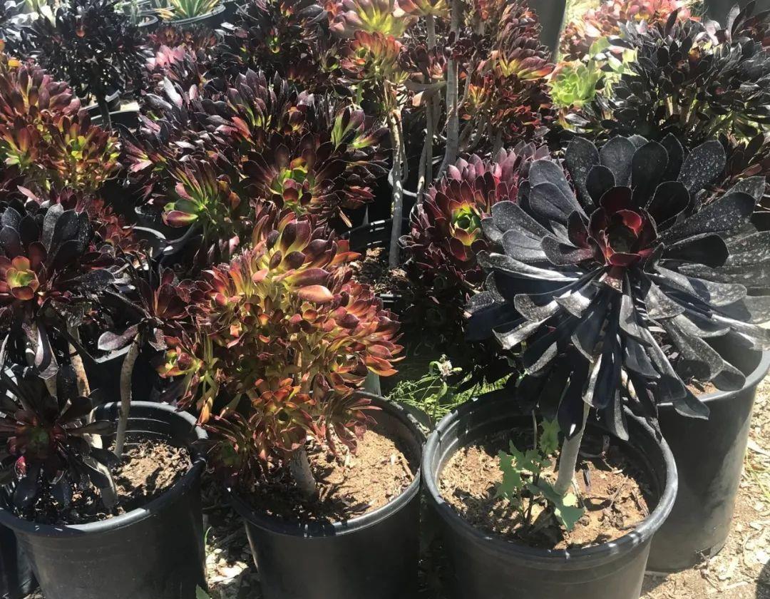 常见的品种包括圆叶黑法师,长叶黑法师,墨法师,铜壶法师,巫毒法师