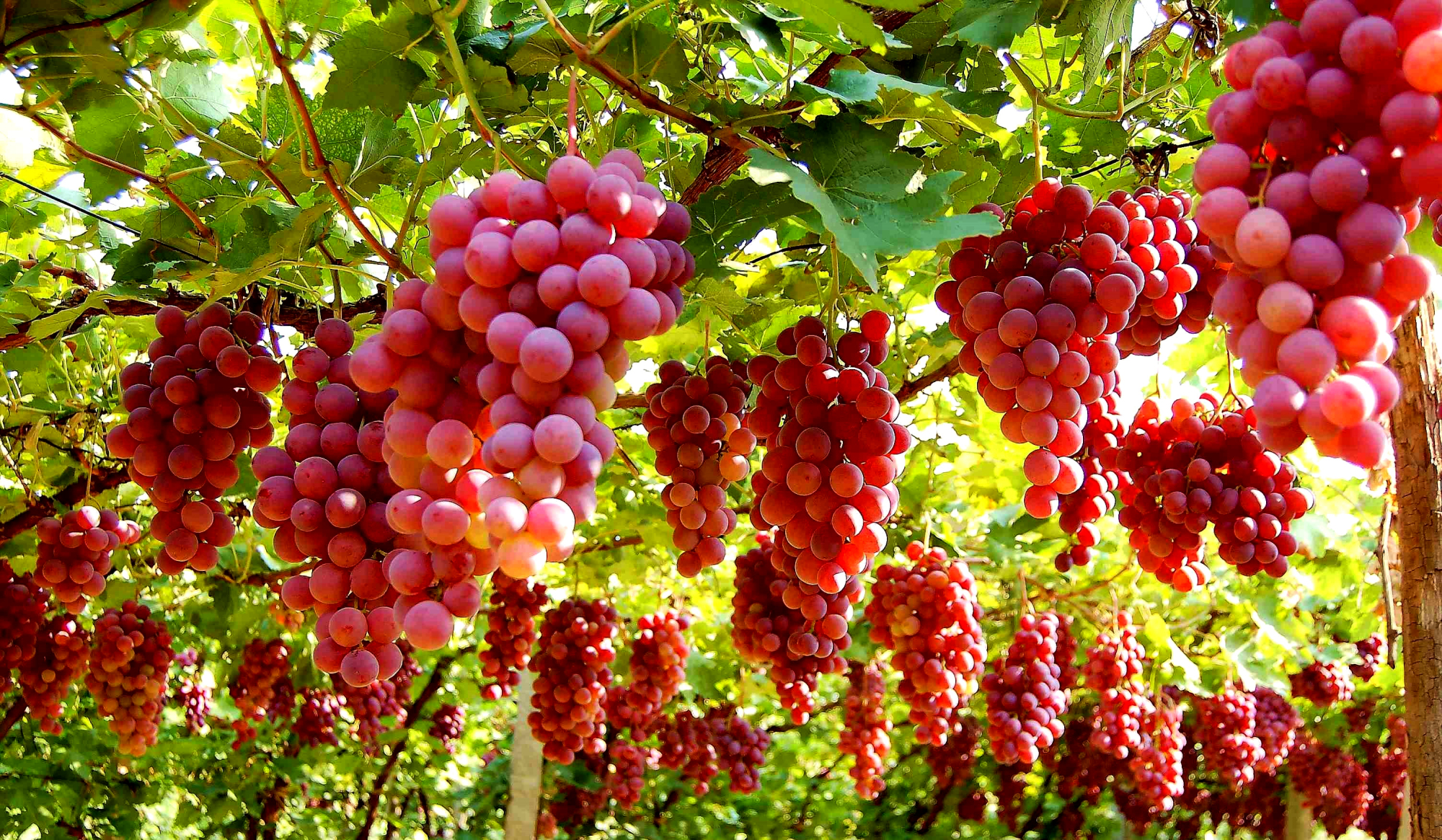 当红酒遇上奥陶玉 一场"视觉 味觉"的盛宴