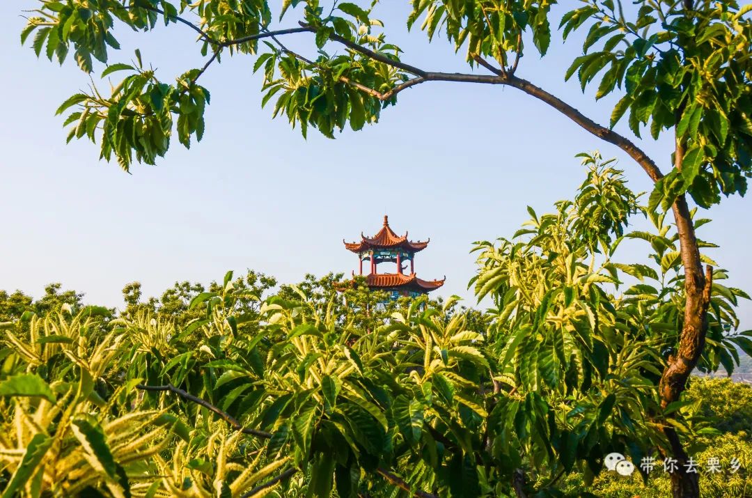 欢迎您到迁西来    认养一棵板栗树